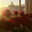 🥀Rose Community🥀