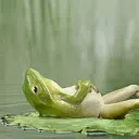 Chilling and crap