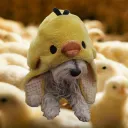 Chicken Coop