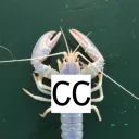 Crustacean Commune