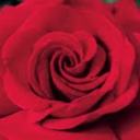 Rosewing College Server Icon
