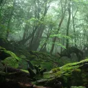 The Forbidden Woods