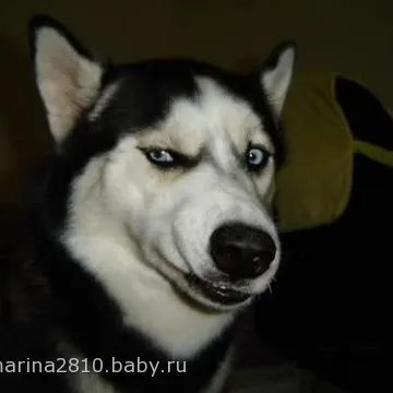 Полигон истинной Гильдии — моніторинг Discord сервера, статистика та рейтинг