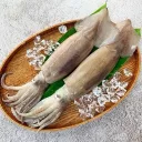 擱淺花枝大量發生中