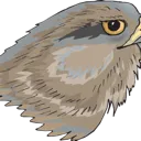 Gaming Hawks