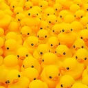 The Pond