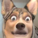 🔥WUT-THE-DOG-DOIN?🚀