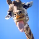 The Unity Of The Giraffe