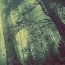 The Enchanted Forest