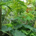 Tropical Hangout