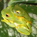 Frogger