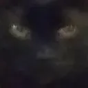 Angery Cat