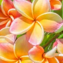 🌺Uyou🌺