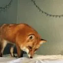 Fox Hole