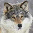 Wolven