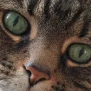 Animal Fantasy Chat Thing