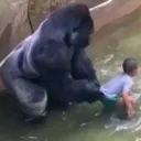 The Harambe Roleplay