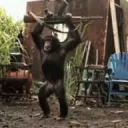 キャメロット動物園