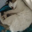 cutecat server