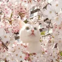 Meow Town