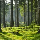 The Forest