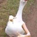 regular ass house party