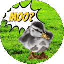 theduckgoesmoo
