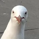 LeDiscord