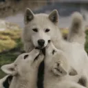 🇵 🇪 🇵 🇸🐺🇵 🇦 🇨 🇰
