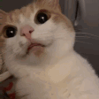 Fannsy’s Discord