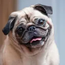 PUG6