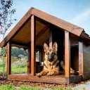 Doghouse