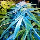 Growing Marijuana
