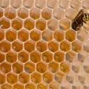 The Beehive