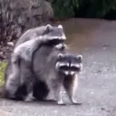𝗭𝟵'𝘀 ᴄᴏᴍᴍᴜɴɪᴛʏ & ᴜɴᴛᴜʀɴᴇᴅ