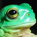 frogcord