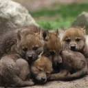 Iki's Wolf Den