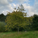 Baumhaus Server Icon