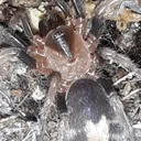 Tarantula Keepers Community