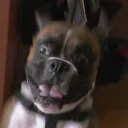 Taz.