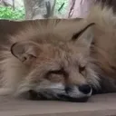 狐の巣穴(避難場所)