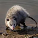 POSSUM POSSE