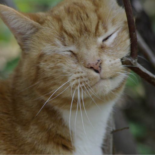Logo for cat
