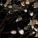 Anthesis
