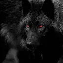 🐺 Wolf's Squad 🐺