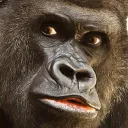 The Apes