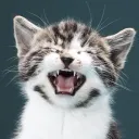 Cat Mods