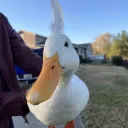 PoupouWorld