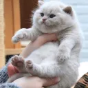 thiccbois