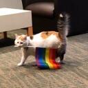   The Cat House   Discord Server Icon